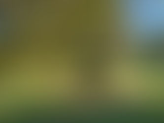 olijfboom met plukklare olijfjes