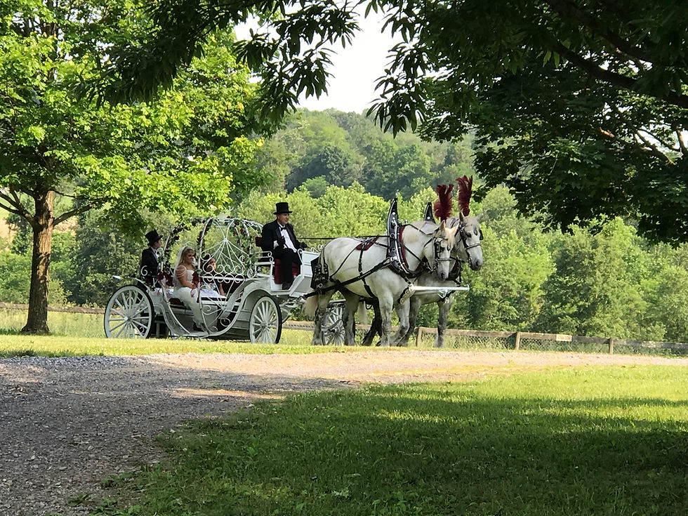 Horse and Carriage