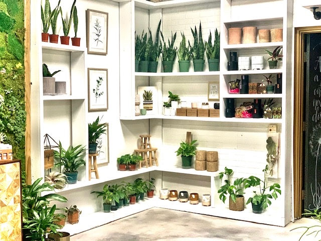 Shelves of Plants