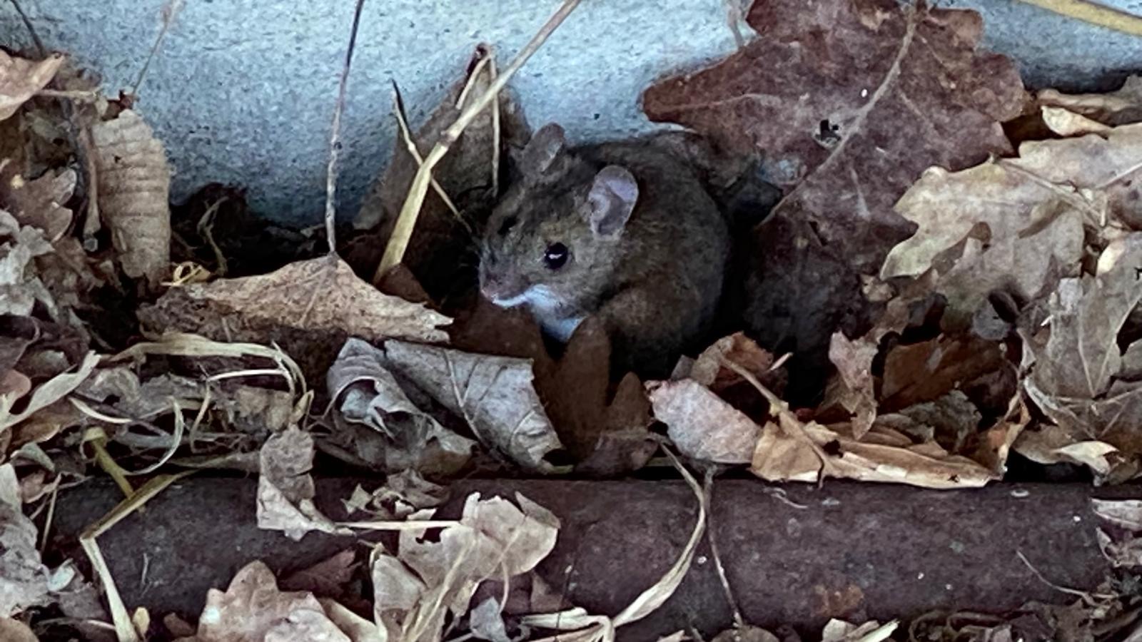 La souris Bodhisattva des ventilations (2/2)
