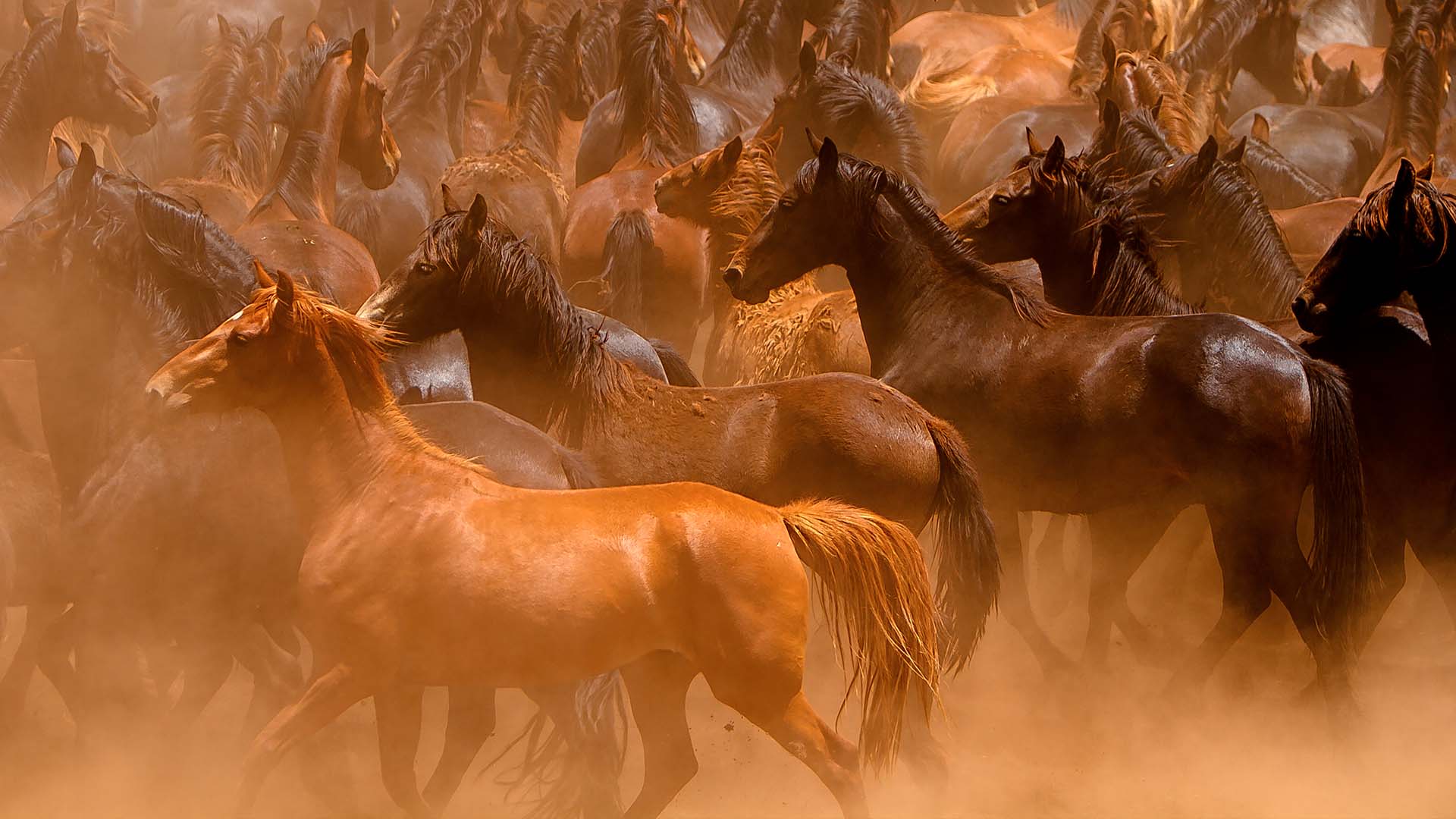 Première Marche des Chevaux pour un Pardon mondial