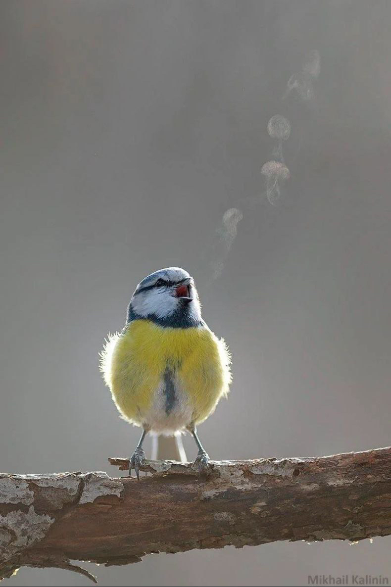 Le chant des oiseaux, ou l’audace d’aimer le monde