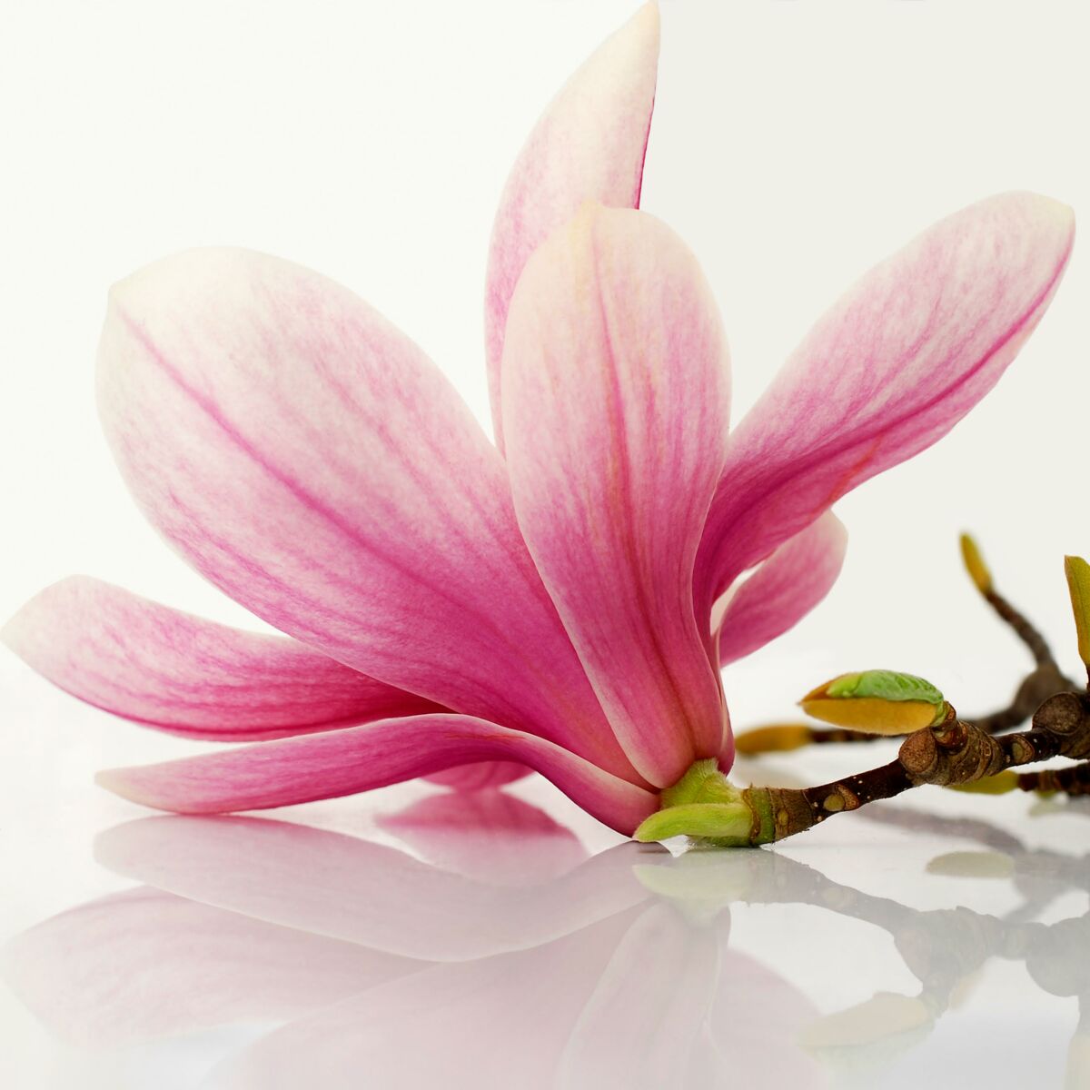 Les somnambules qui nous gouvernent ne valent pas une fleur de magnolia