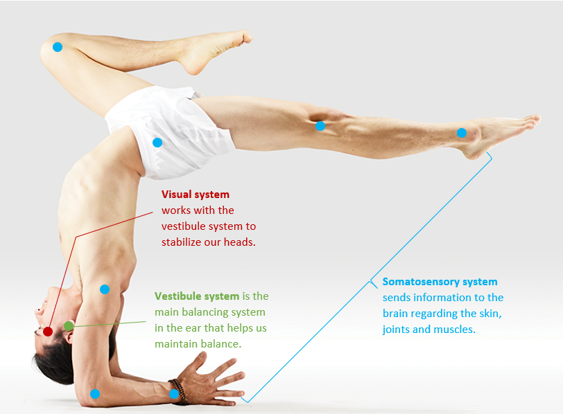 Having good control over the three main sensory systems allow us to create such poses.