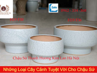 Giới Thiệu Những Loại Cây Cảnh Tuyệt Vời Cho Chậu Sứ | Gốm Sứ Kim Lan Hà Nội