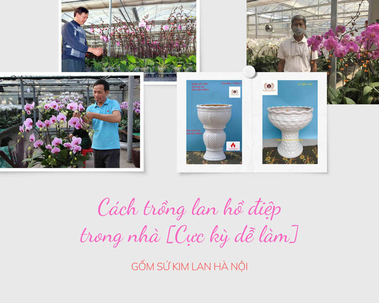 Cách trồng lan hồ điệp trong nhà [Cực kỳ dễ làm]