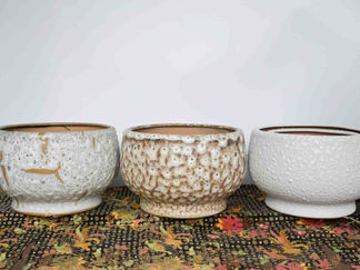 Chậu Tuy Líp Trồng Hoa Lan Hồ Điệp