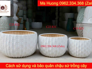 Cách sử dụng và bảo quản chậu sứ trồng cây | Gốm Sứ Kim Lan Hà Nội