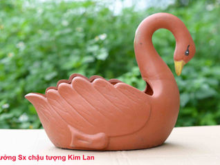 Chậu Tượng Thiên Nga Mơ Màng