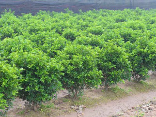 Chậu trồng cây hoa nguyệt quế đẹp - cách chọn chậu để giúp cây khoẻ hơn | GỐM SỨ KIM LAN HÀ NỘI