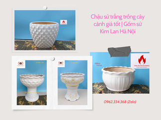 Chậu sứ trắng trồng cây cảnh giá tốt | Gốm sứ Kim Lan Hà Nội