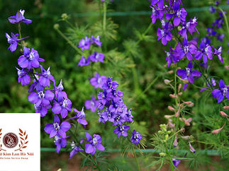 Hoa violet và các mẫu chậu trồng cây hoa violet đẹp nhất | Gốm sứ Thanh Hương