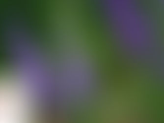 Hoa violet và các mẫu chậu trồng cây hoa violet đẹp nhất | Gốm sứ Thanh Hương