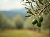 Profil de saveur unique olive méditerranéenne : l'olive Koroneiki