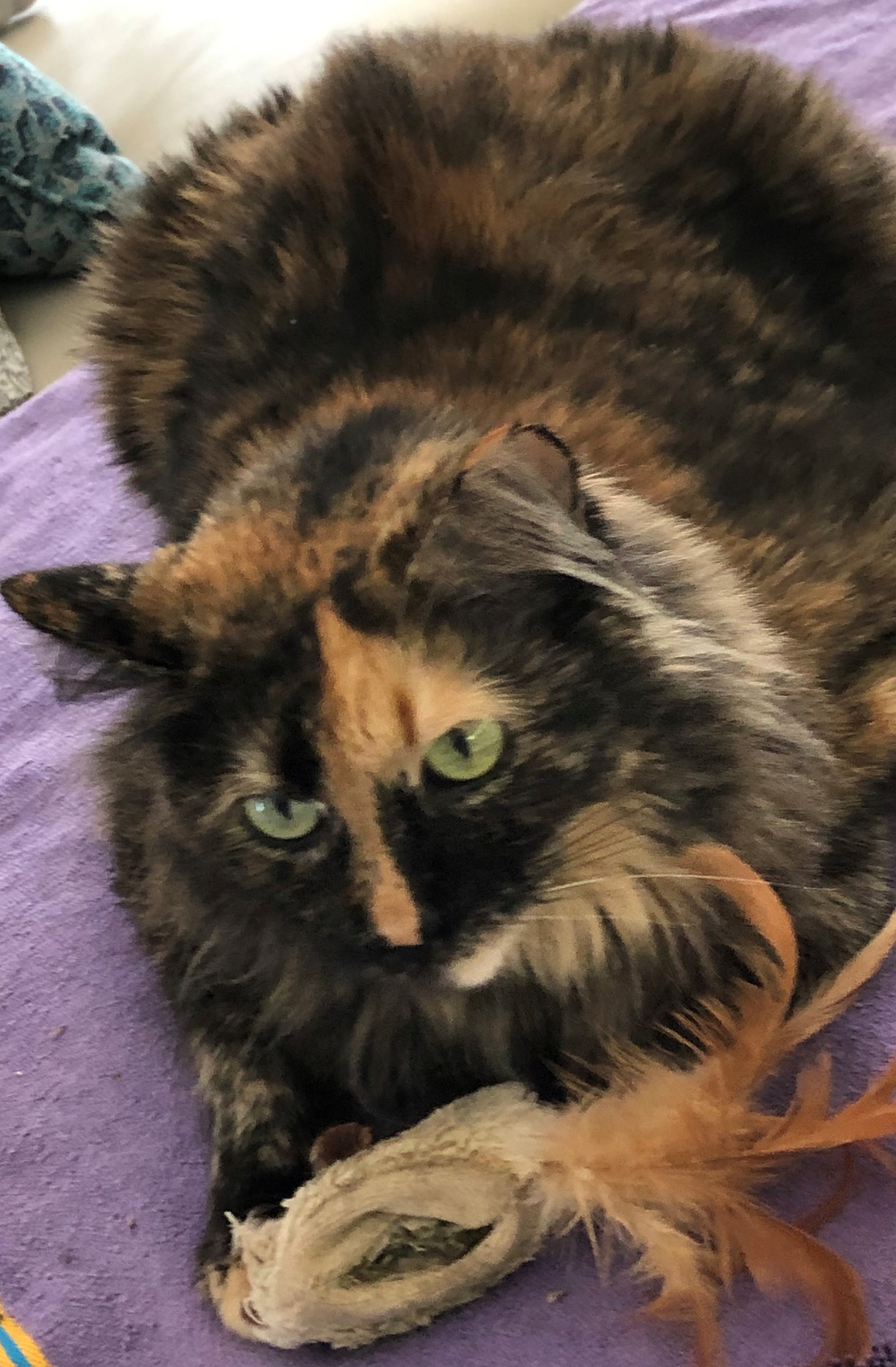 CINNAMON & NUTMEGGY'S 3-YEARS OF LOVE AND COUNTING content media