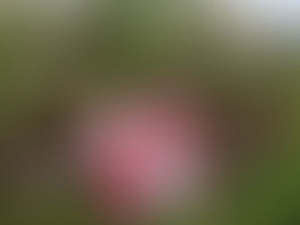 Наши Хранители!