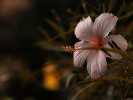 Christian widow navigating identity and love after loss- symbolized by flower.