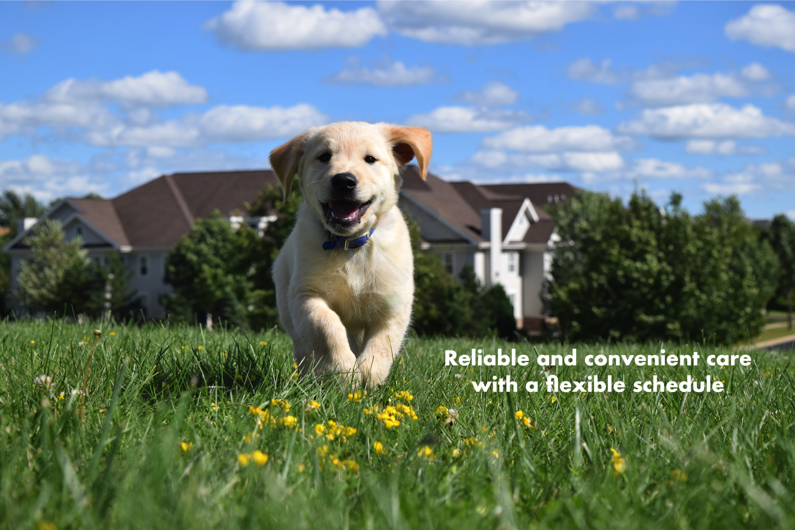 Paw Pals Dog walking and Pet sitting Madison, WI