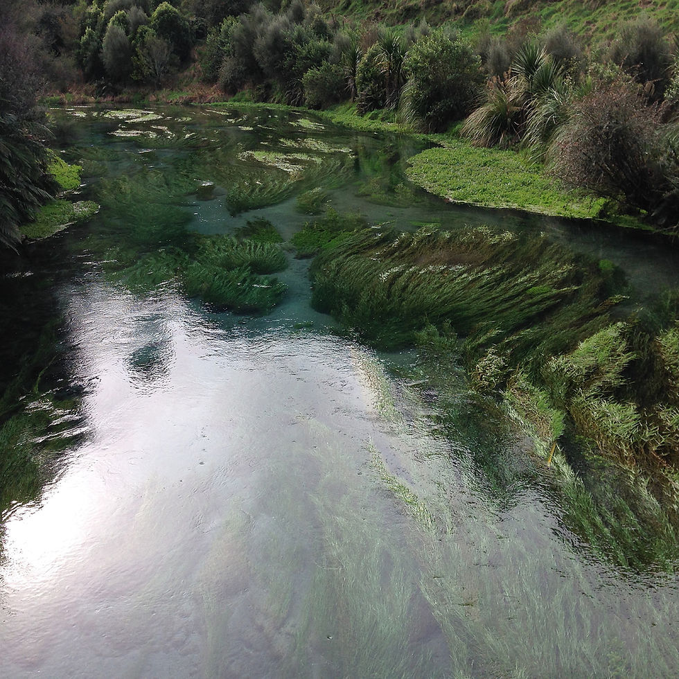 Hamurana Springsを流れる透明な湧水と、水中で揺れる水草