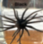 Thumbnail: Baby 8 Porcupine Balls