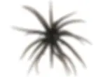 Thumbnail: Baby 8 Porcupine Balls