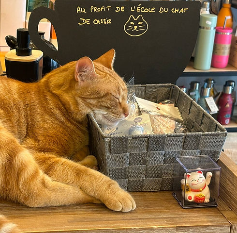 Chat roux.jpg