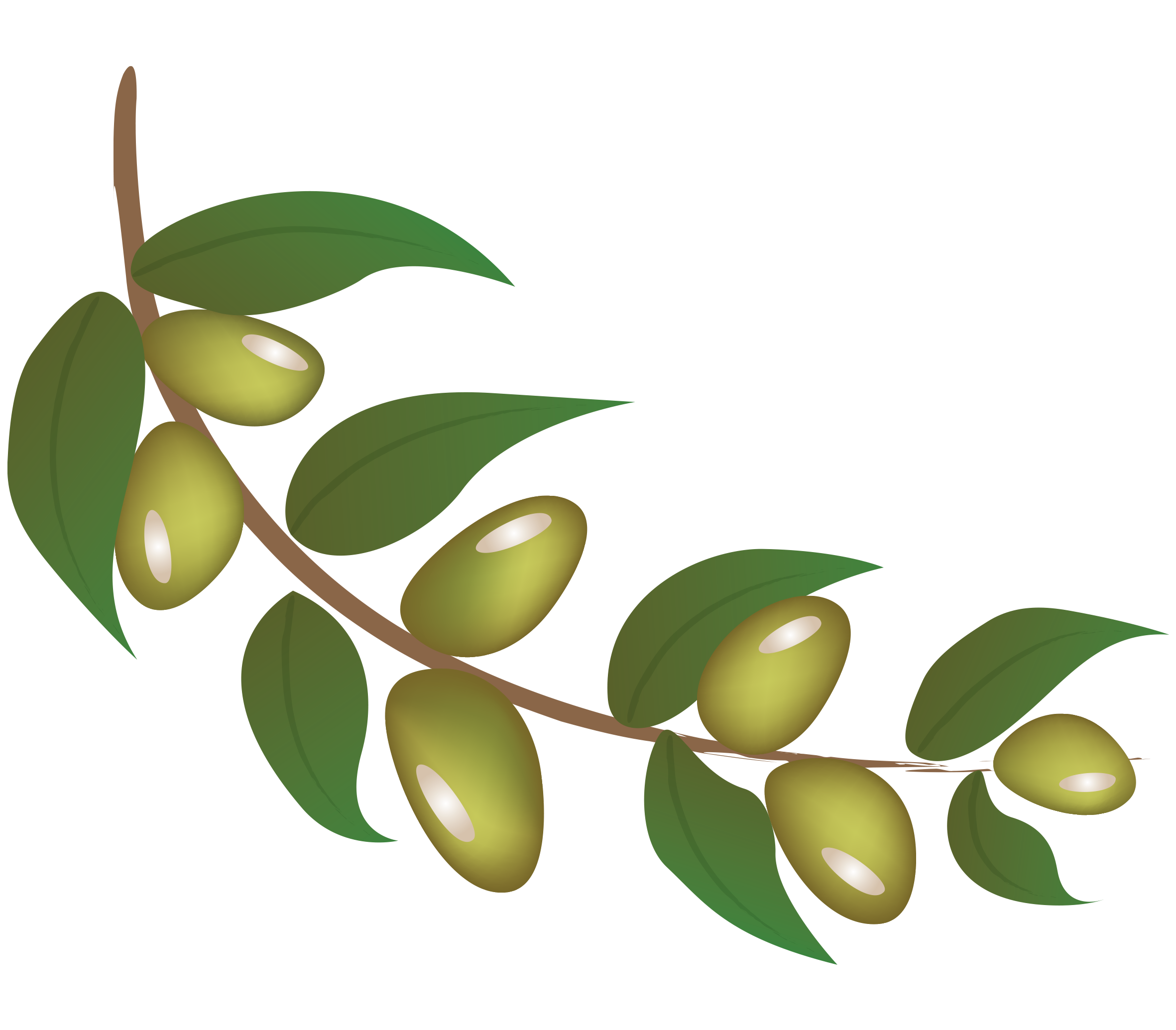 olive.png