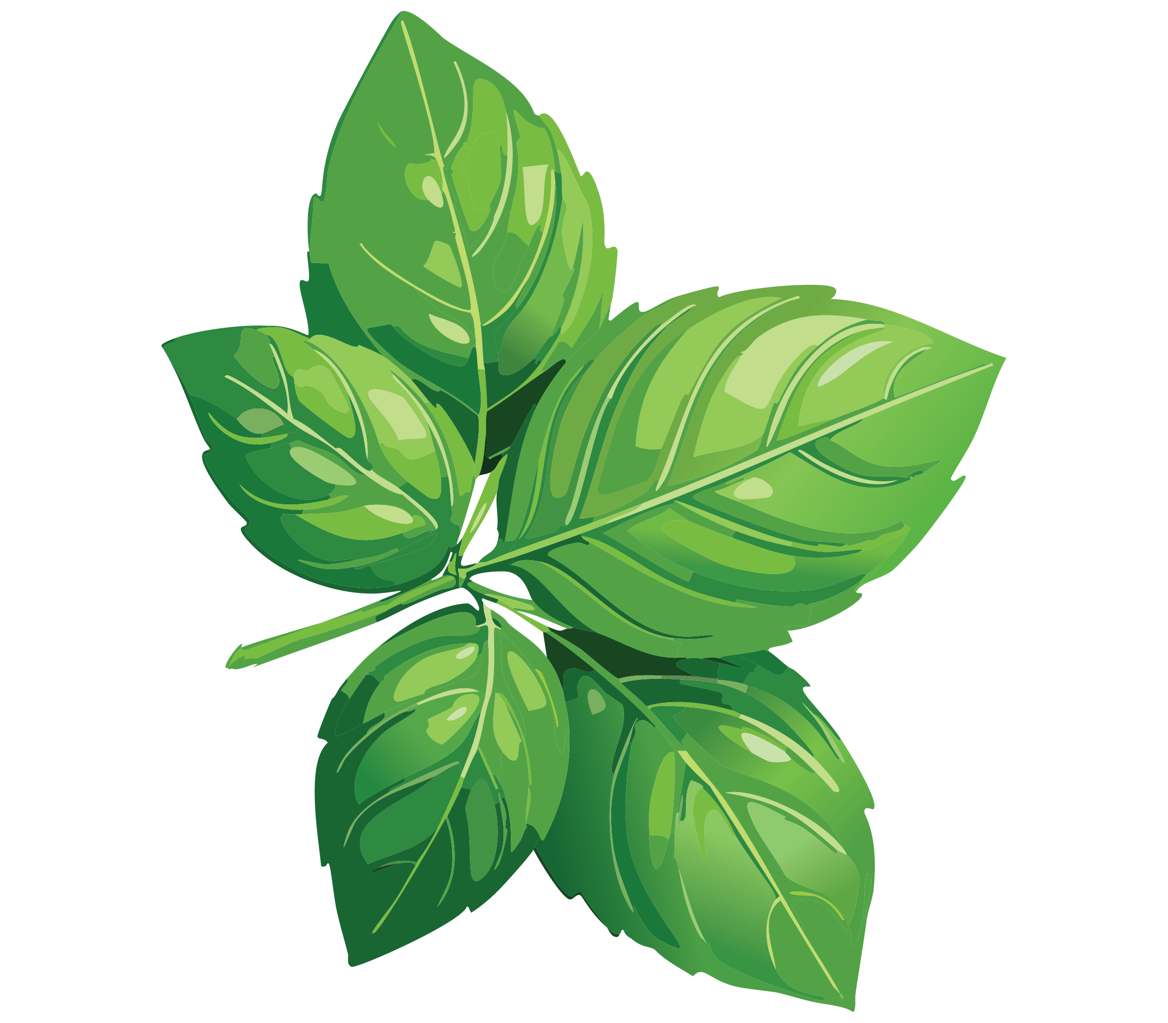 basil.png