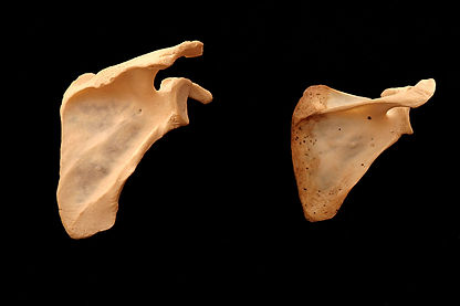 scapula-2.jpg