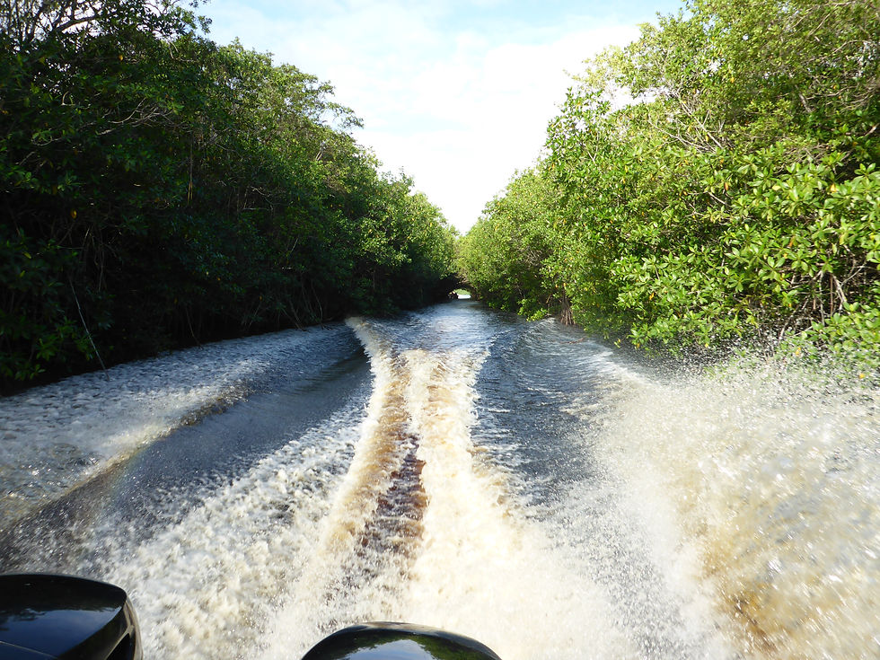 Boat speeds through a narrow mangrove-lined waterway, creating large, frothy waves. Bright green leaves contrast with the blue sky above.