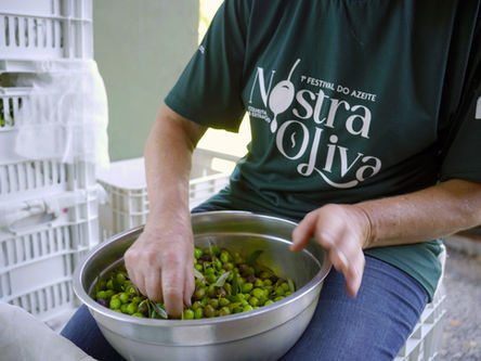 Olivas celebra recorde na colheita e sucesso do 1º Festival do Azeite Nostra Oliva