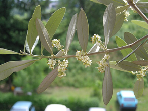 Herbicida 2,4-D pode comprometer polinização das oliveiras, alerta pesquisa