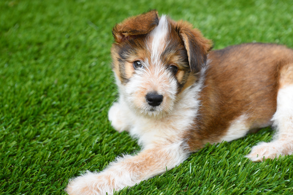 Common Myths About Artificial Grass and Pets in Central Florida