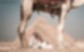 MS-EGY-Photographer-38546.jpg
