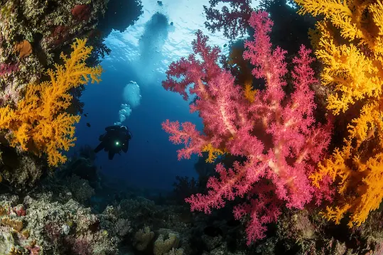 Red Sea diving