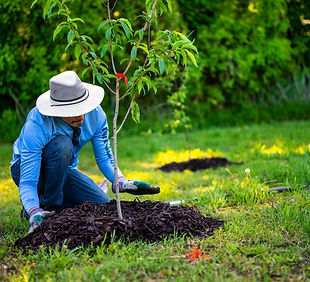 Man planting a tree, landscaping
