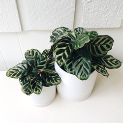 peacock plant