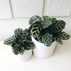peacock plant