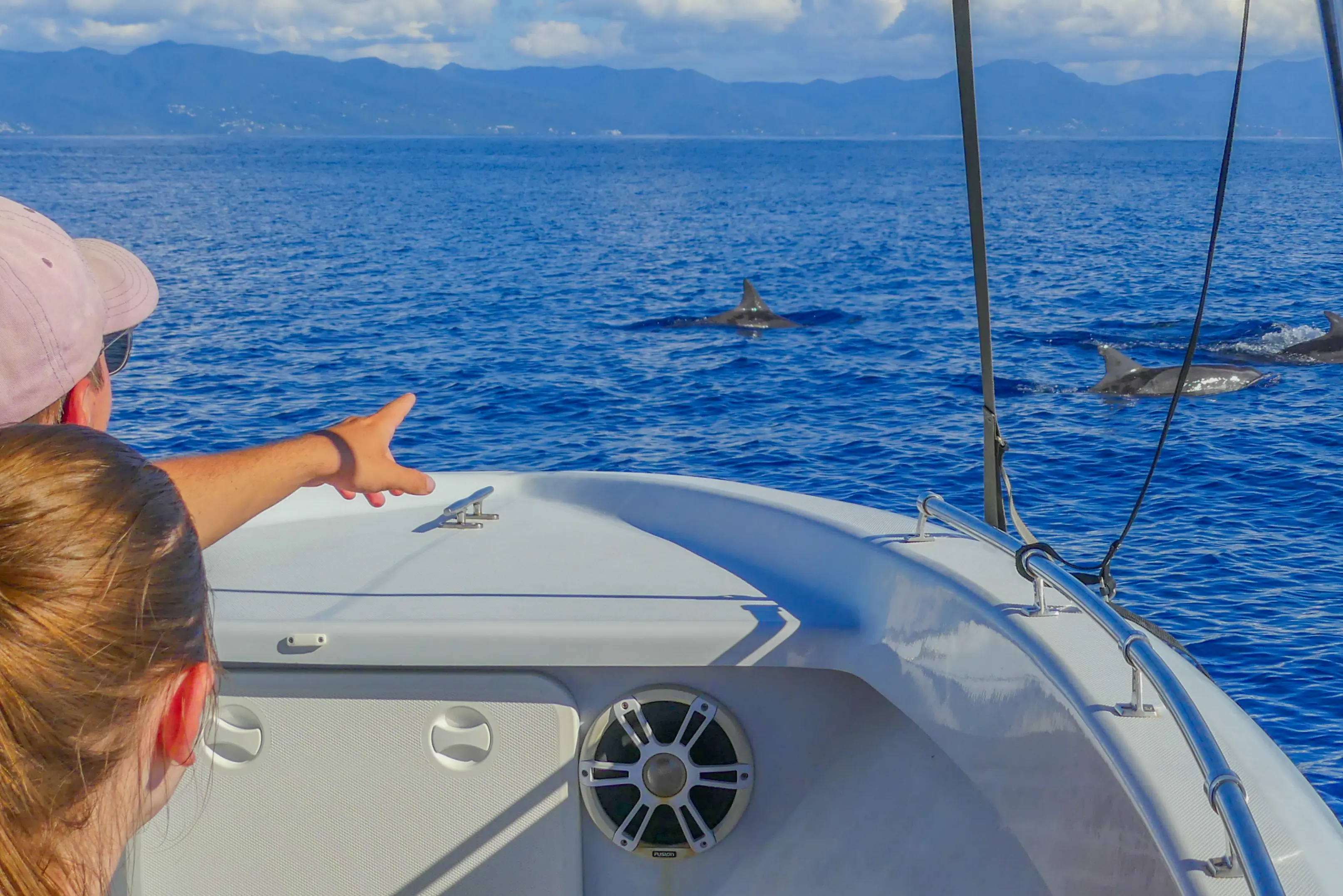 Rencontre avec les dauphins en Guadeloupe