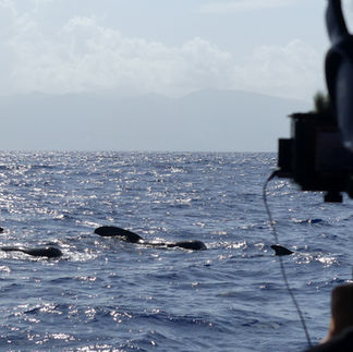 In the middle of filming during a whale-watching outing in Guadeloupe with Soleil Excursions