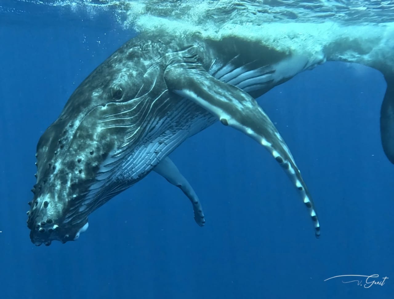 Sitemapcdatahttpmixel Thicoipeinfola Baleine Les Mureauxnull