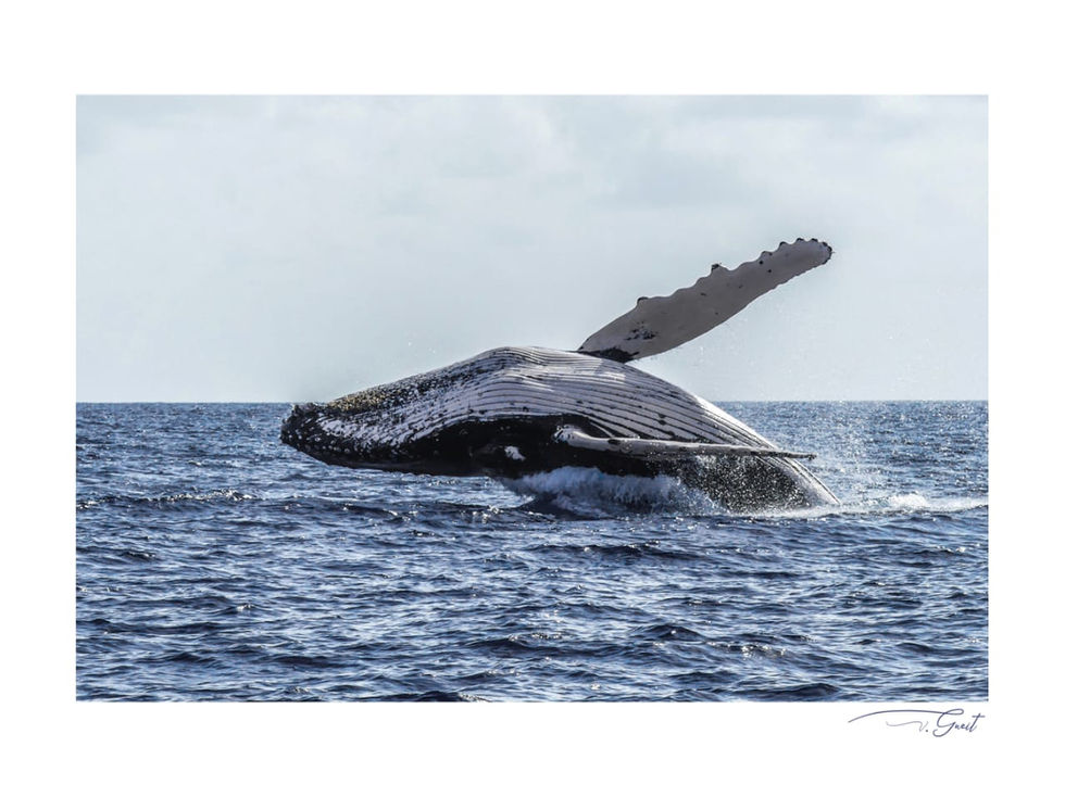 Baleine à bosse en Guadeloupe lors d'une excursion Soleil Excursions