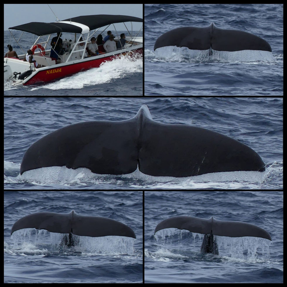 Superbes caudales de cachalots observées en Guadeloupe avec Soleil Excursions