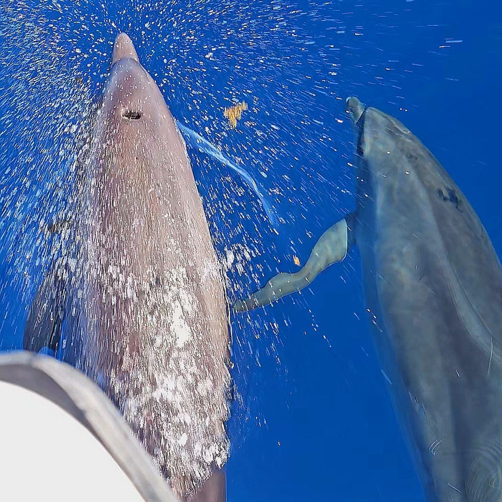 Sublime dolphin watching on a Soleil Excursions outing