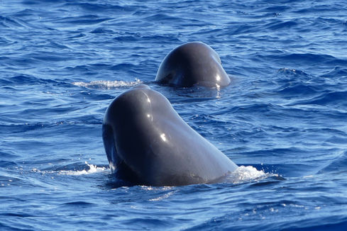 Observation of a group of sperm whales in Guadeloupe