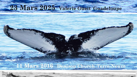 Photo-identification of cetaceans in Guadeloupe enables whales and sperm whales to be recognized and tracked thanks to their caudals.