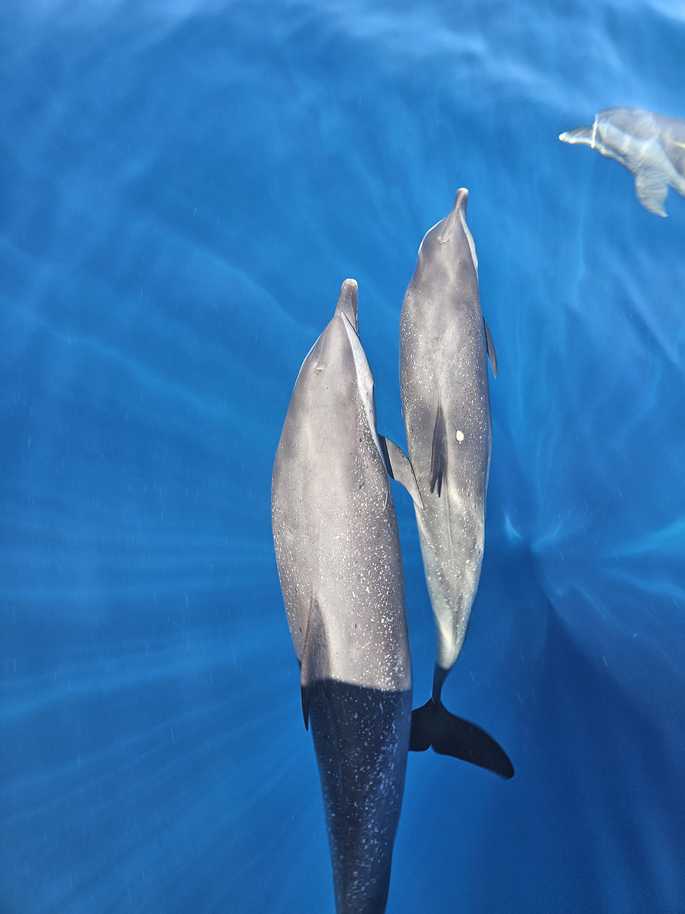 Observation d'un groupe de dauphins en Guadeloupe