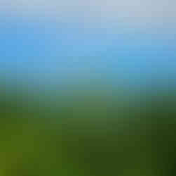 Observation des dauphins en Guadeloupe avec Soleil Excursions