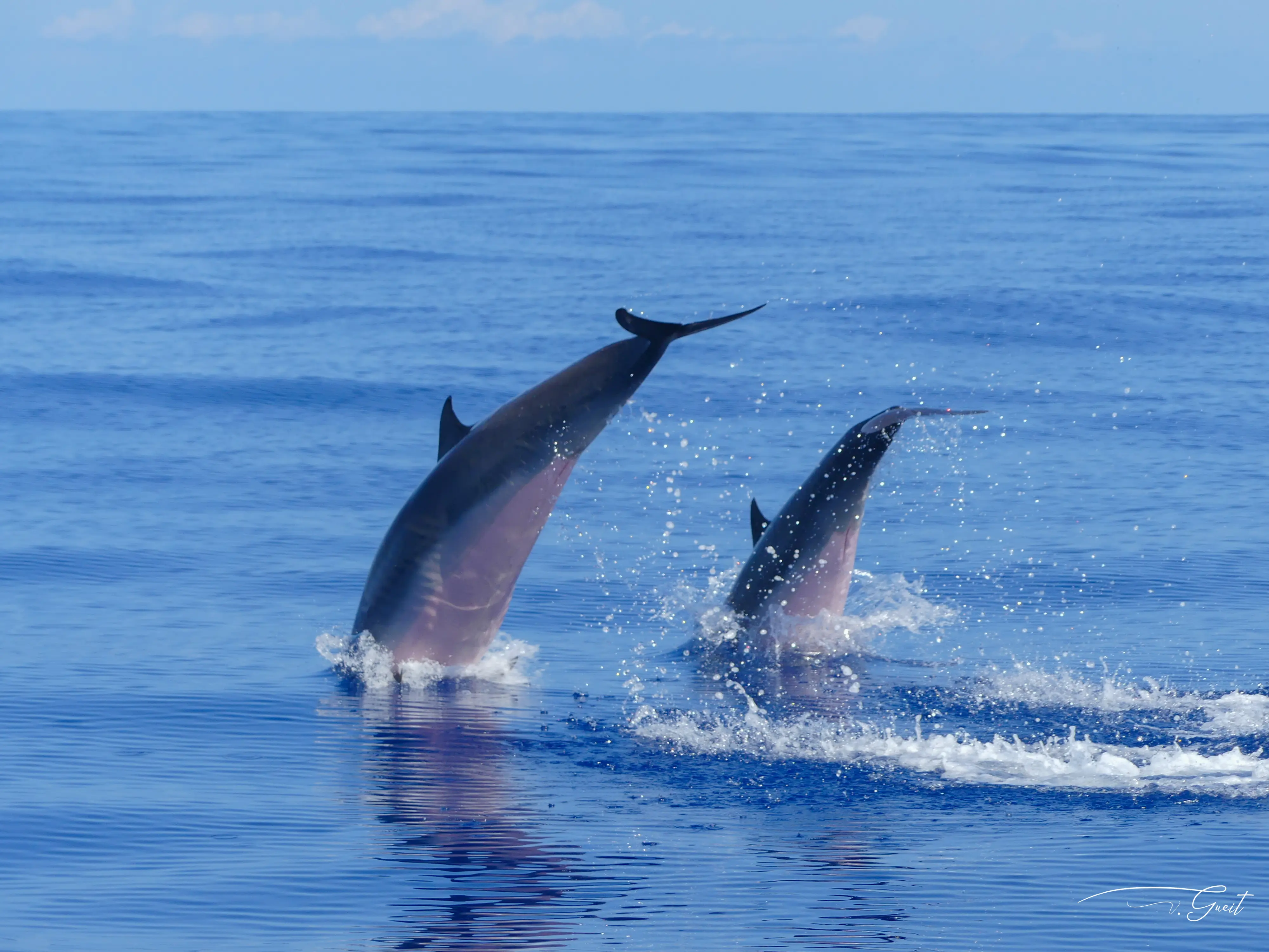 Durant votre séjour en Guadeloupe, profitez d'une sortie en mer pour observer les dauphins dans leur habitat naturel