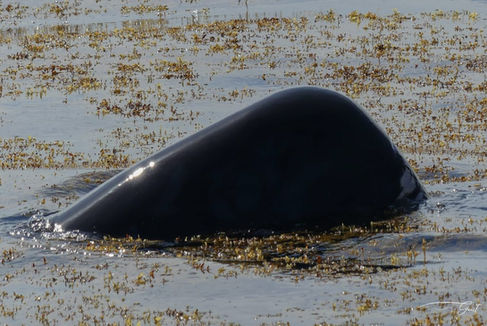 Spyhopping of sperm whales in Guadeloupe